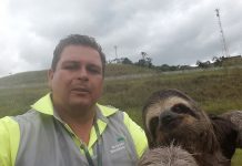 Bicho-preguiça é resgatado no Corredor Dom Pedro