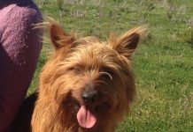 Cão ‘clandestino’ viaja 1.500 km em caminhão