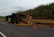 Laranjas espalhadas tomam conta de rodovia em Barra Bonita (SP) laranjas