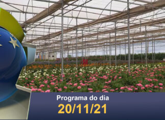 Belas e Frágeis: O Transporte Cuidadoso das Flores, que Embelezam e Encantam! TRANSPORTE DE FLORES