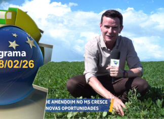 Safra de amendoim no MS cresce e gera novas oportunidades